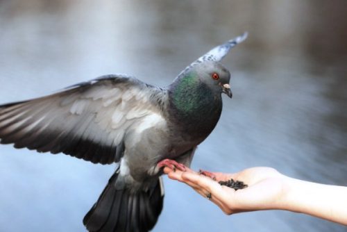 feeding to birds