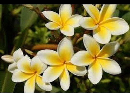 badiyan ka phool