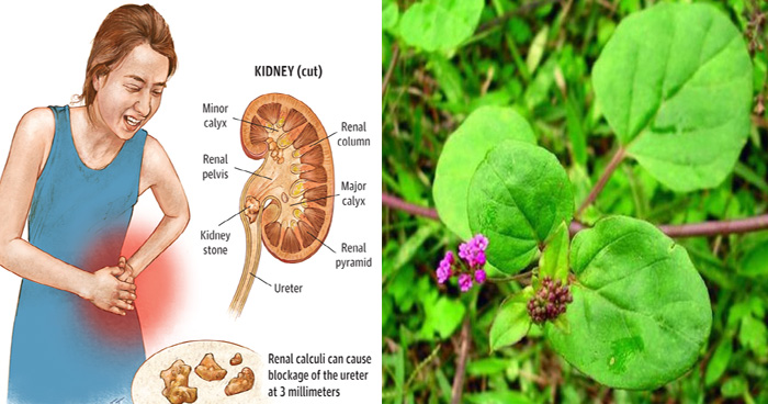 बीमार गुर्दे को बिल्कुल ठीक कर सकता है ये पौधा, नहीं होगा अब किडनी रोगी का ट्रांसप्लांट