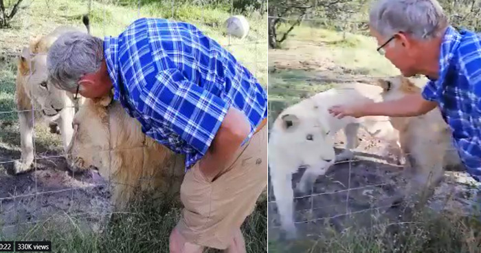 देखें VIDEO: शेर के पिंजरे में शख्स ने डाल दिया हाथ, गुस्से में शेर ने आकर किया शख्स का ये हाल