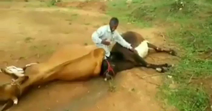 एक किसान का गाय से कैसा रिश्ता होता हैं, ये Video देख जान जाएंगे