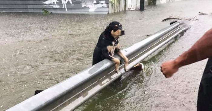 मुंबई की भारी बारिश में डूब रहा था कुत्ता, पुलिस ने ऐसे बचाई जान, Video वायरल