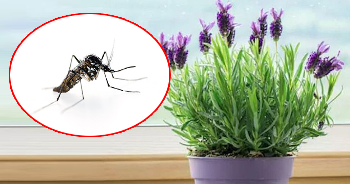 मच्छरों को रखना है घर से दूर, तो लगा दें घर में ये चार पौधे