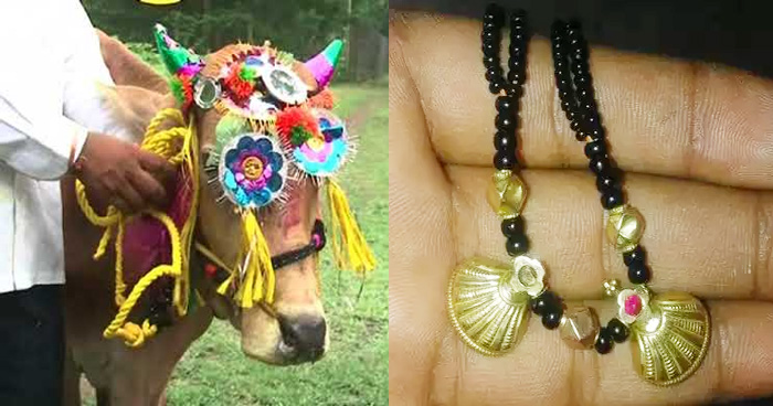 डेढ़ लाख का मंगलसूत्र निगल गया बैल, 8 दिन तक गोबर में ढूंढता रहा मालिक और फिर जो हुआ...