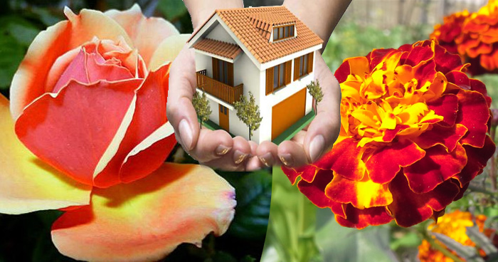 तुलसी, गुलाब, गेंदे जैसे पौधों से बढ़ती है घर की सकारात्मकता, जाने इन्हें किस दिशा में लगाना चाहिए