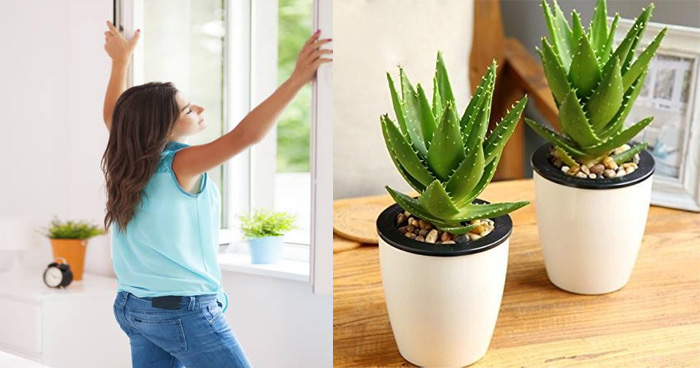 शुद्ध हवा पाने के लिए घर में जरूर लगाएं ये 5 पौधे, प्रदूषित वायु सदा रहेगी आपसे दूर
