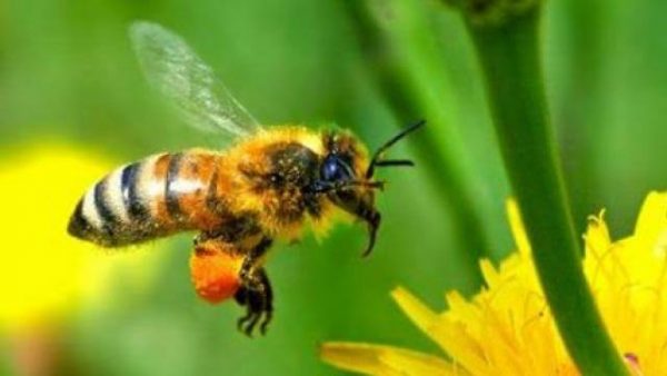 मधुमक्खी के डंक का उपचार