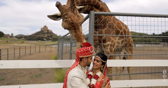 फोटोशूट करवा रहा था शादीशुदा जोड़ा, पीछे से जिराफ ने कर दी मजेदार हरकत, देखे Video