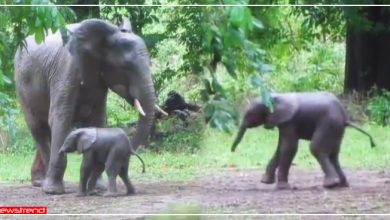 पैदा होने की खुशी में जन्म लेते ही नाचने लगा हाथी का बच्चा, सोशल मीडिया पर वीडियो वायरल- देखें