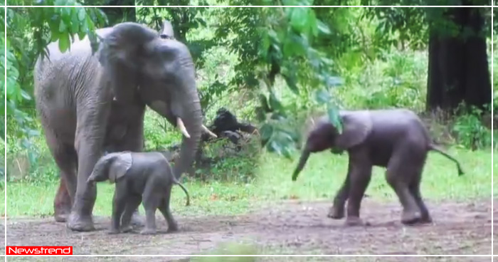 पैदा होने की खुशी में जन्म लेते ही नाचने लगा हाथी का बच्चा, सोशल मीडिया पर वीडियो वायरल- देखें