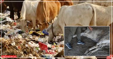 दर्द से तड़प रही थी प्रेग्नेंट गाय, पेट चीरा तो अंदर निकला 71KG प्लास्टिक का कचरा दर्द से तड़प रही थी प्रेग्नेंट गाय, पेट चीरा तो अंदर निकला 71KG प्लास्टिक का कचरा