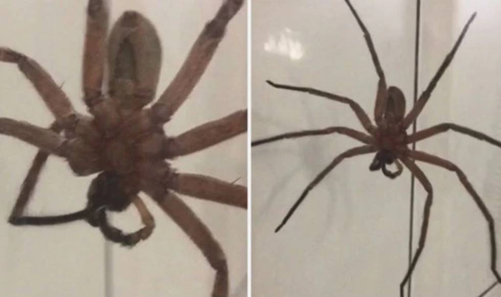 huge-huntsman-spider2 - Newstrend