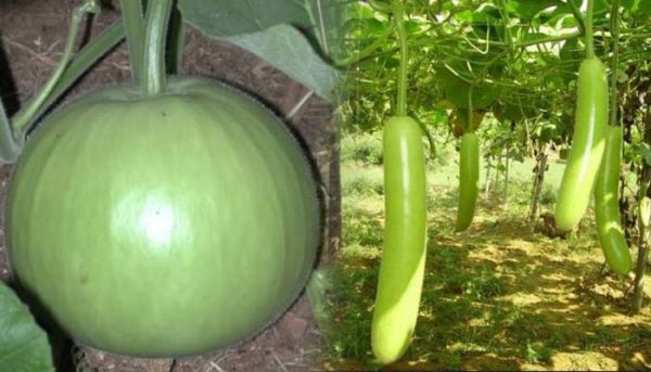 bottle-gourd-benefits-health-newstrend