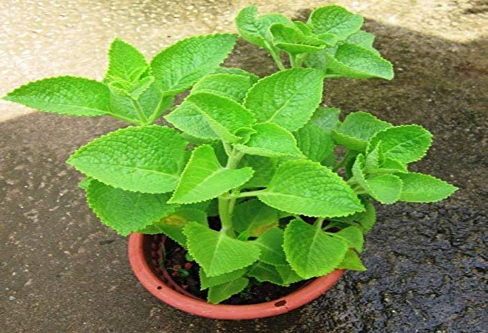 Ajwain Leaves