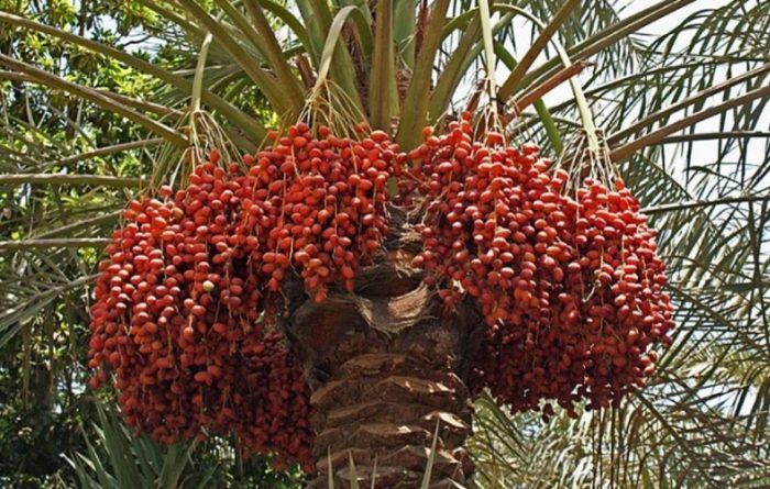 Date-Palm