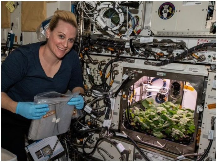 Cultivation in space