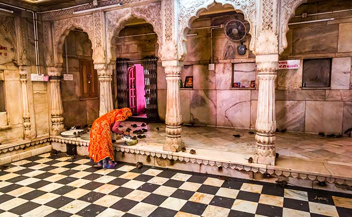 Karni Mata Temple mouse 