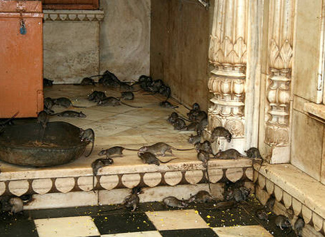 Karni Mata Temple mouse 