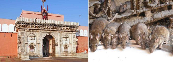 Karni Mata Temple mouse 