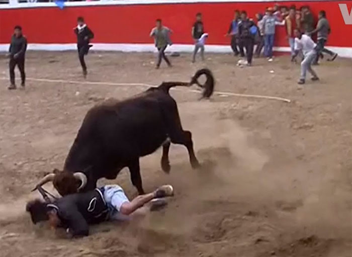 bull fighting