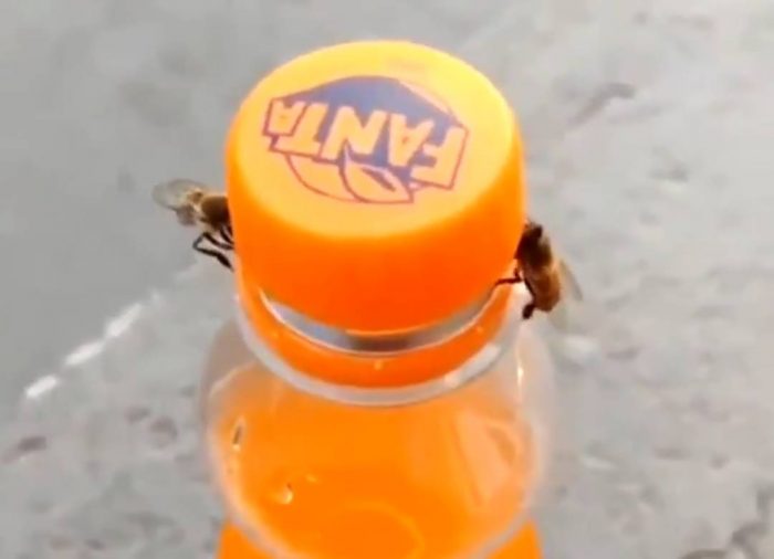 bees open bottle