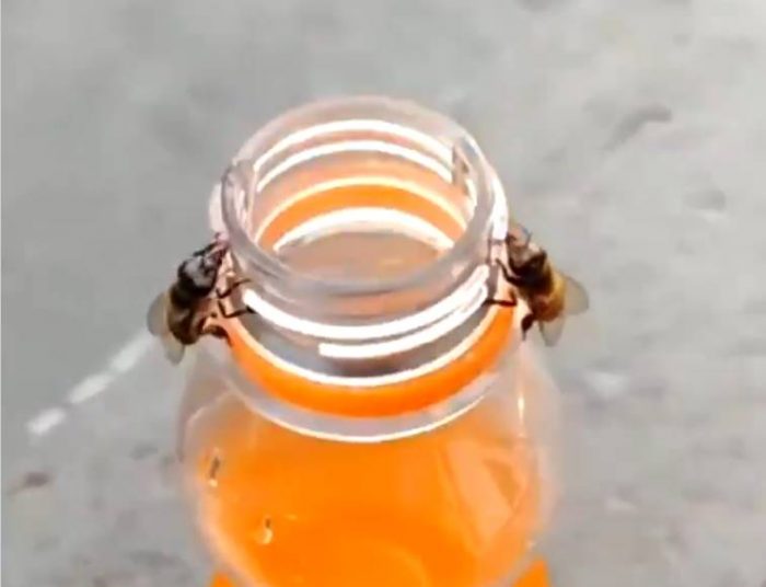 bees open bottle with teamwork