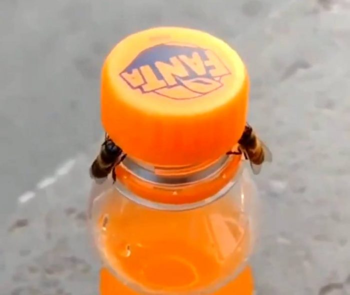 bees open orange soda bottle