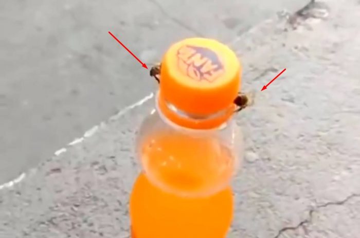 bees opening soda bottle