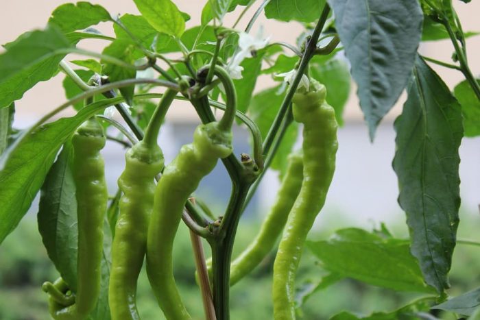 chilli-farming