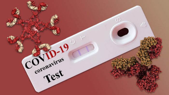 coronavirus antibody