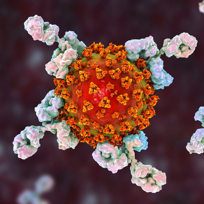 coronavirus antibody