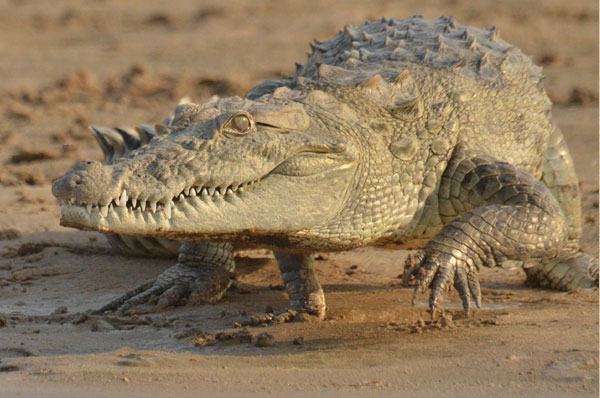 crocodile