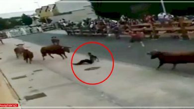 destiny saved man life during bullfighting