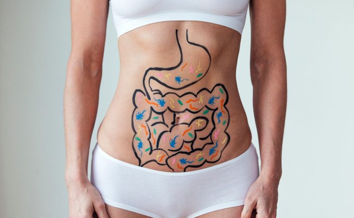 digestive system