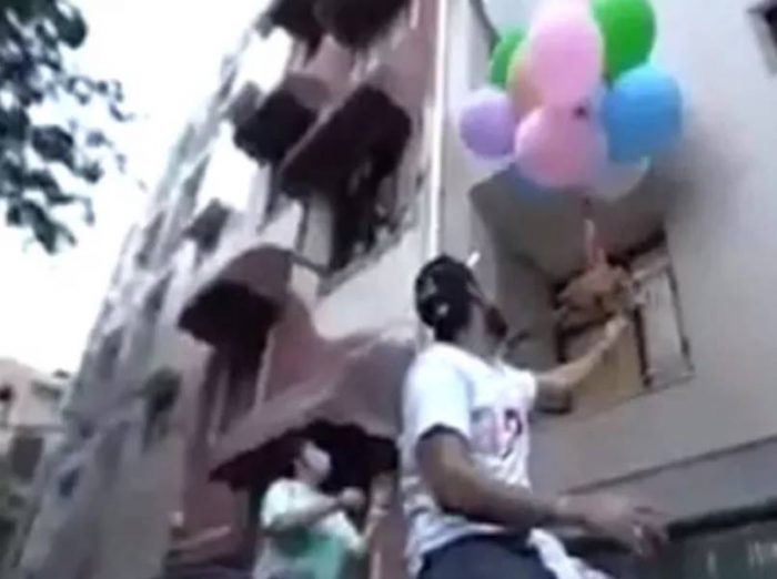dog flying