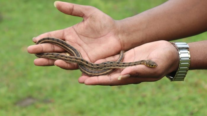 eating snake