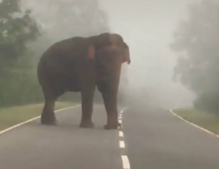 elephant on road