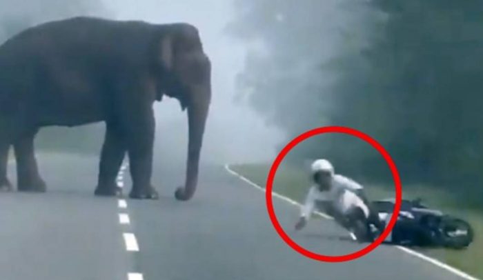 elephant vs man