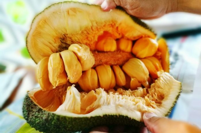 jackfruit seeds