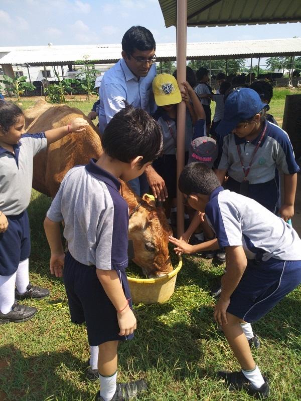 kishore indukuri cow farm