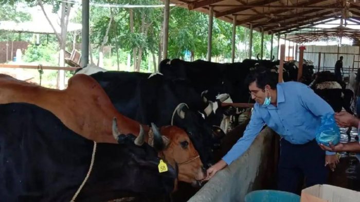 kishore indukuri cow milk business 