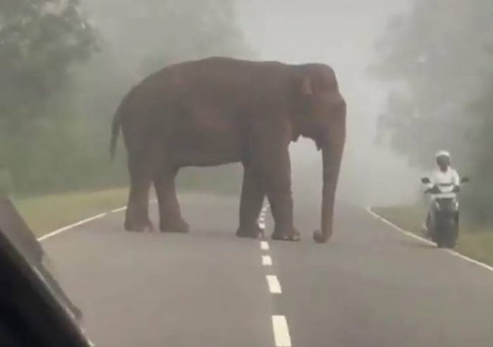 man falls in front of elephant