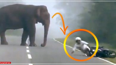 man fell in front of elephant