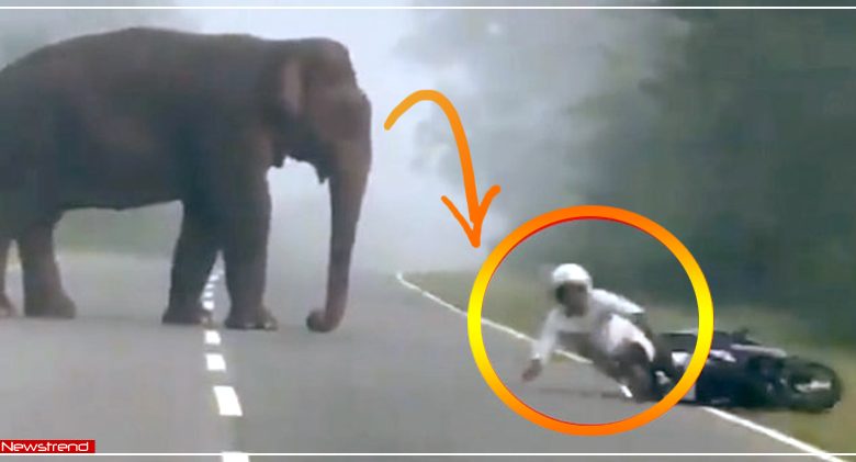 man fell in front of elephant