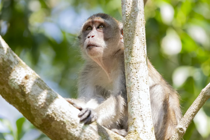 monkey on tree