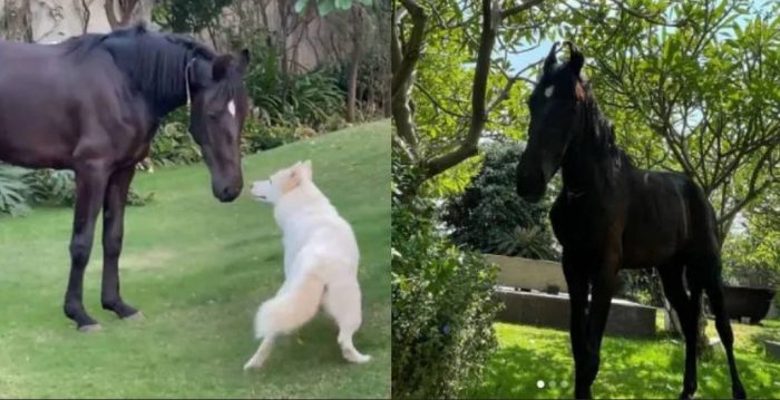 ms dhoni dog and horse