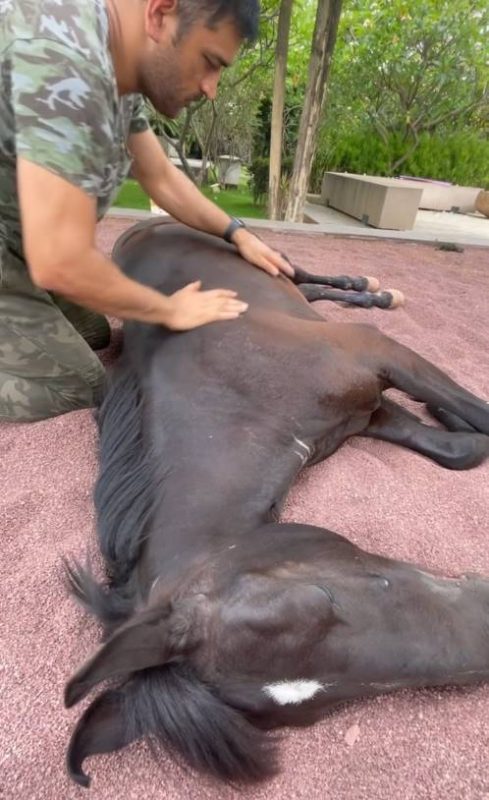 ms dhoni with horse