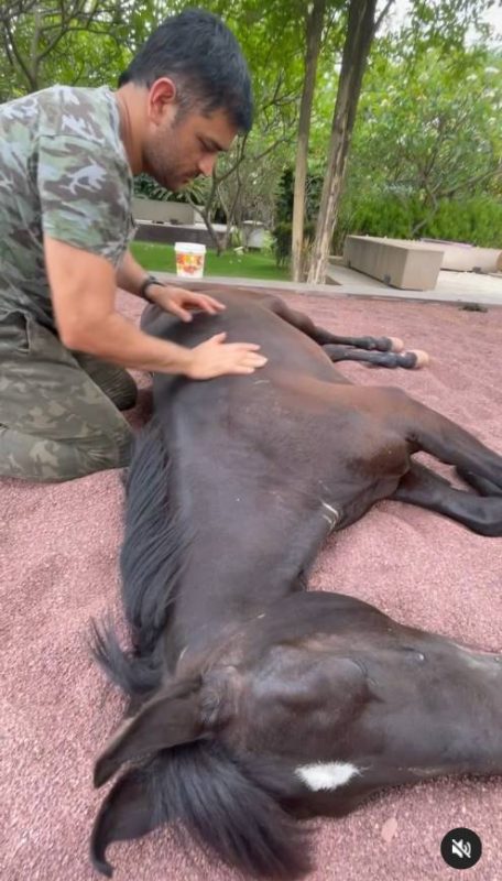 ms dhoni with horse