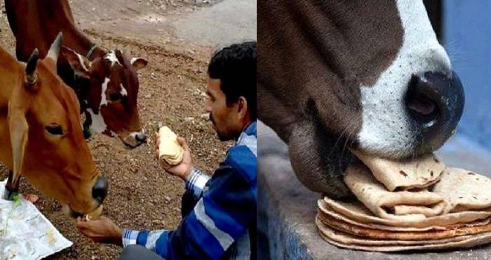 cow roti