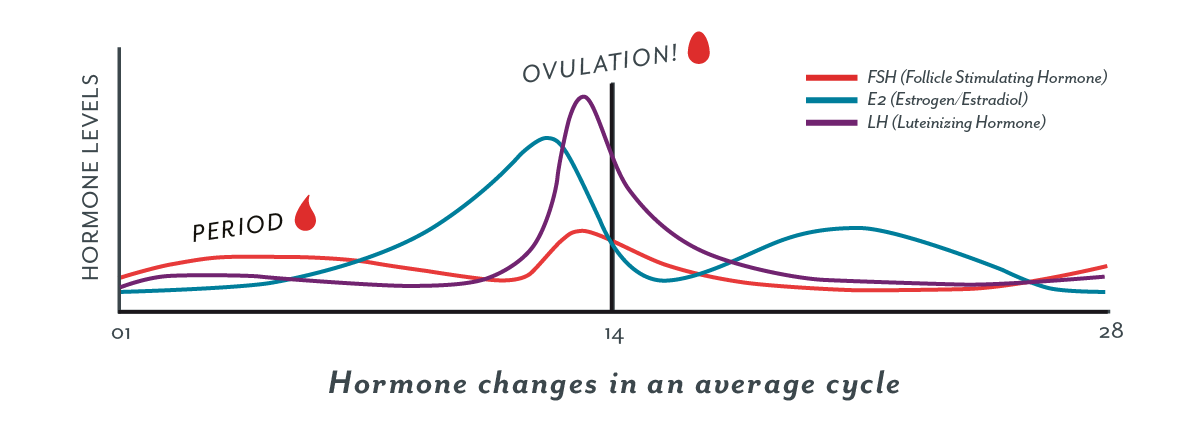 ovulation